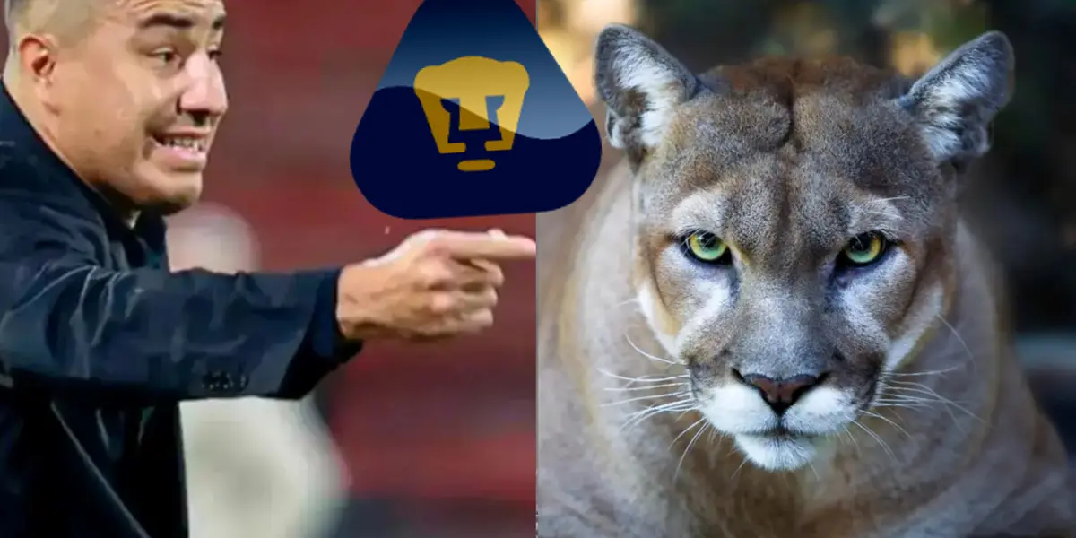 Efraín Juárez molesto en un juego, a la derecha, un Puma enojado (Fuente: Caracol y Muy Interesante)