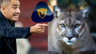 Efraín Juárez molesto en un juego, a la derecha, un Puma enojado (Fuente: Caracol y Muy Interesante)