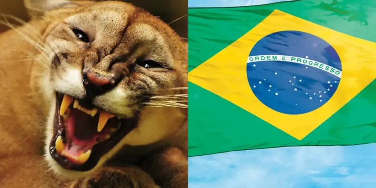 Puma ruge con ferocidad, a la derecha, bandera de Brasil (Fuente: UNAM y Milenio)