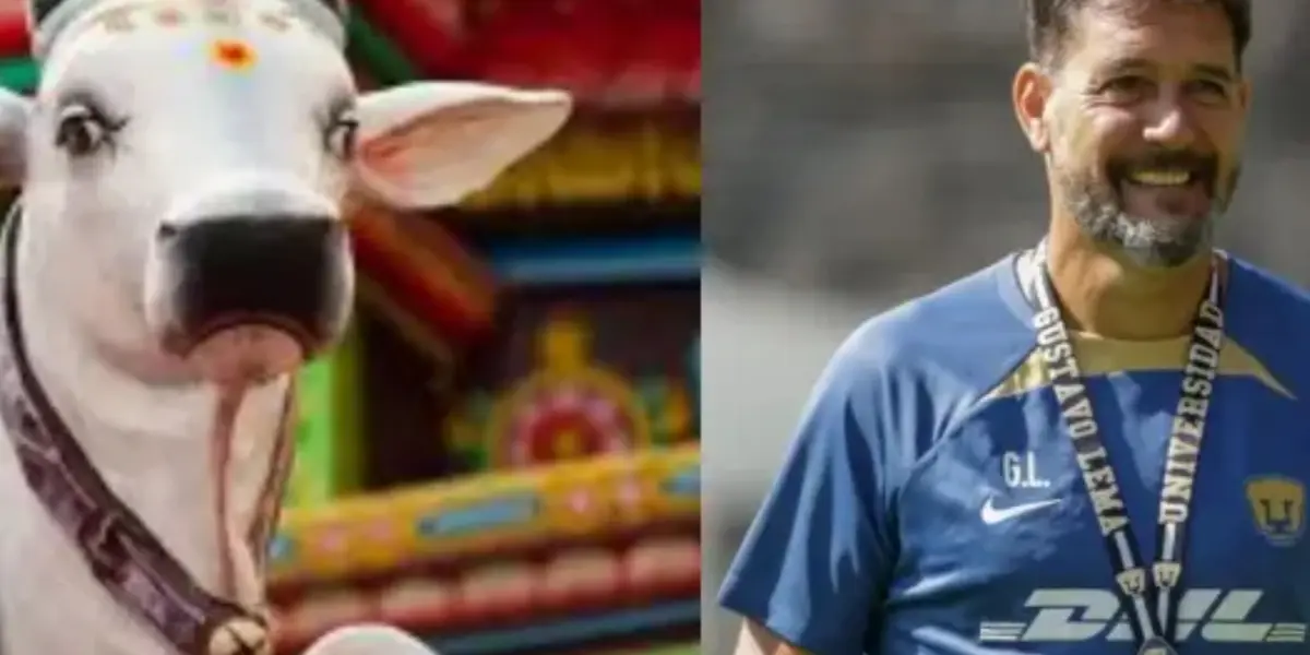 Vaca en monasterio, a la derecha, Lema dirige (Fuente: Agro y Pumas)