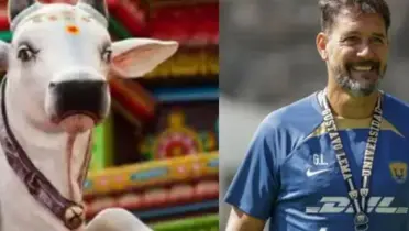 Vaca en monasterio, a la derecha, Lema dirige (Fuente: Agro y Pumas)