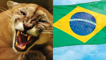 Puma ruge con ferocidad, a la derecha, bandera de Brasil (Fuente: UNAM y Milenio)